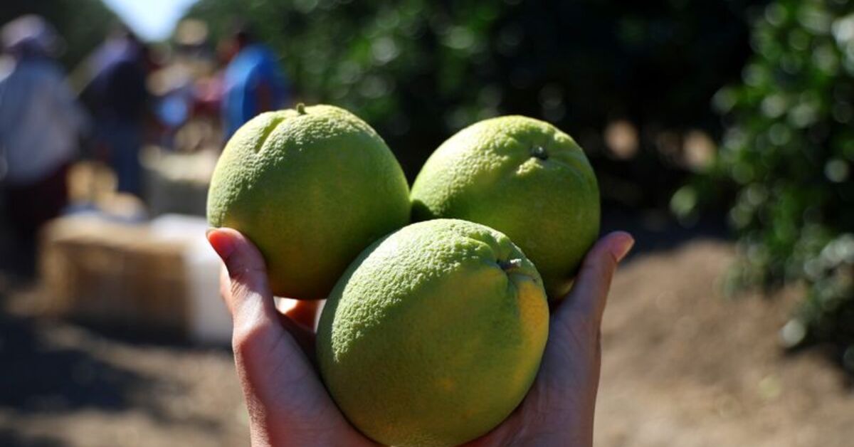 Pestisit, çocuklarda zihinsel hastalıklara sebep oluyor